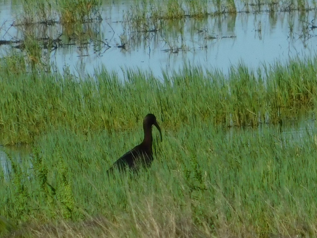 ibis americký - ML59566191