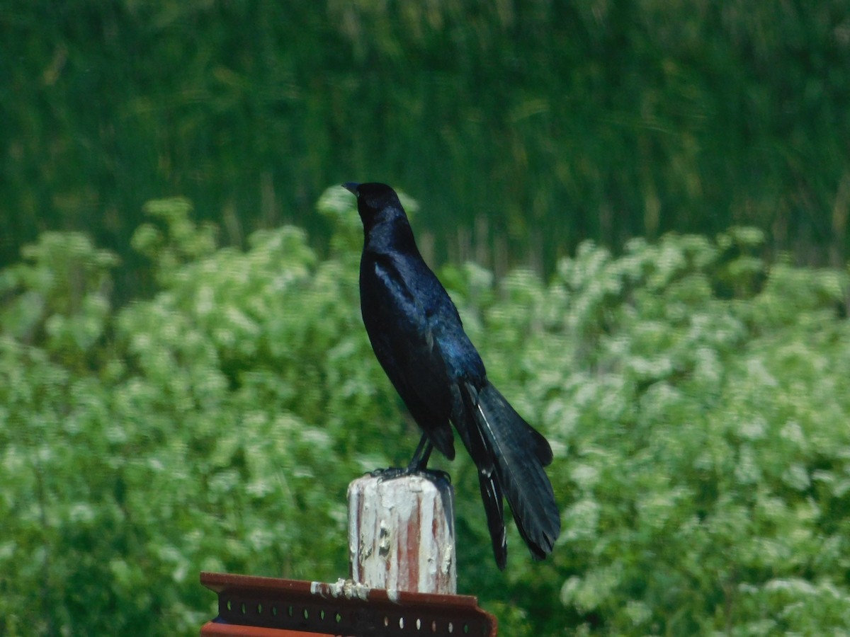 Great-tailed Grackle - James Lee
