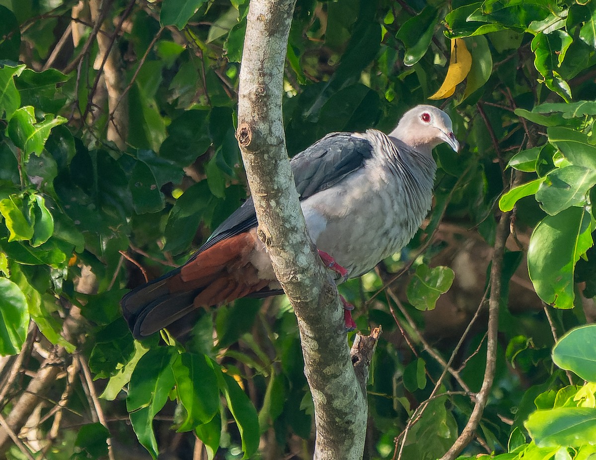 Island Imperial-Pigeon - ML595664131