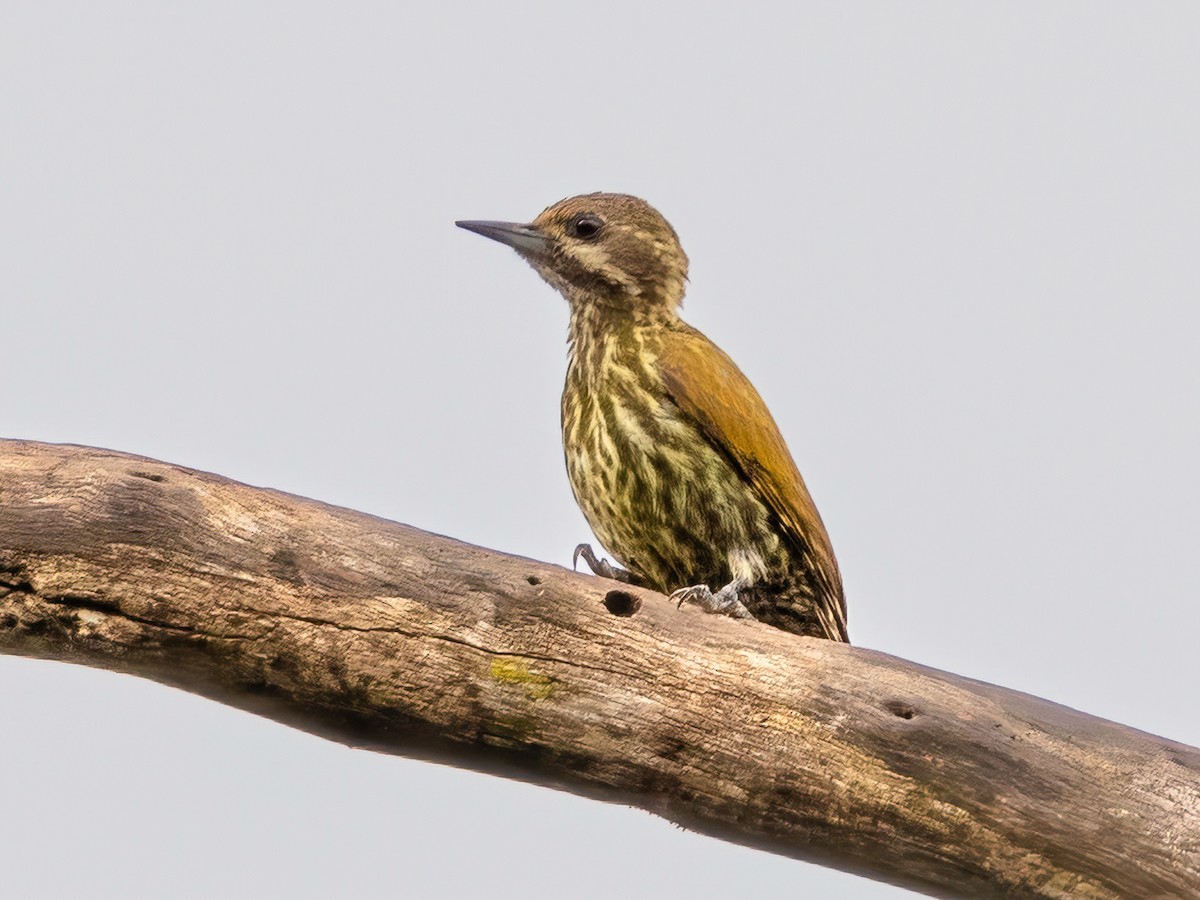Melancholy Woodpecker Dendropicos lugubris Birds of the World