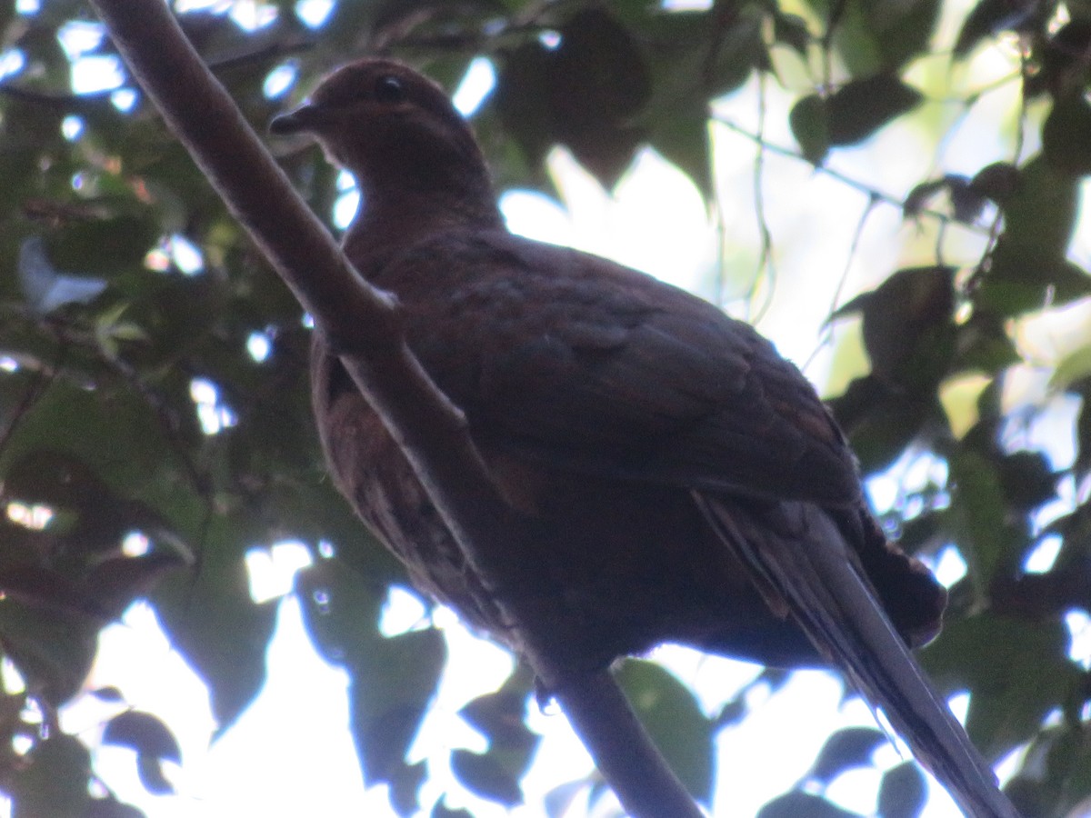 Brown Cuckoo-Dove - ML595665531