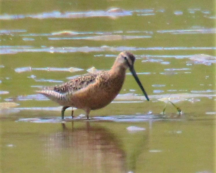 eBird Checklist 19 Jul 2023 Fort Hill Rd 20 species