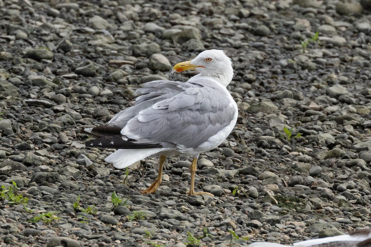 Yellow-legged Gull - ML595673381