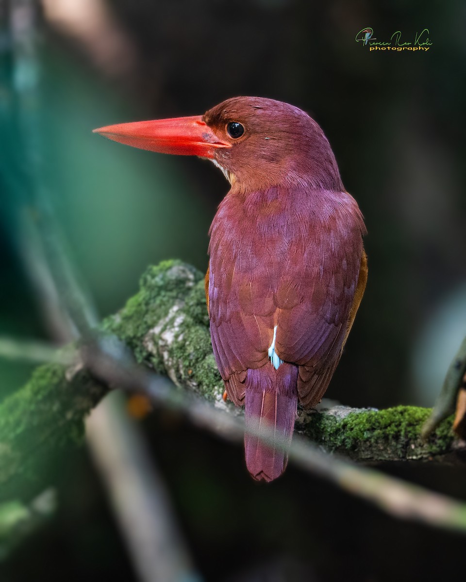 Ruddy Kingfisher - praveen Rao koli