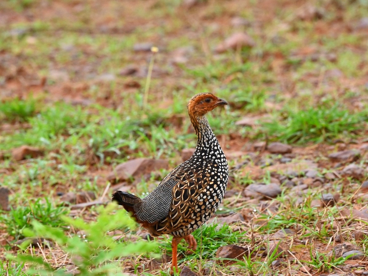 Painted Francolin - ML595678541