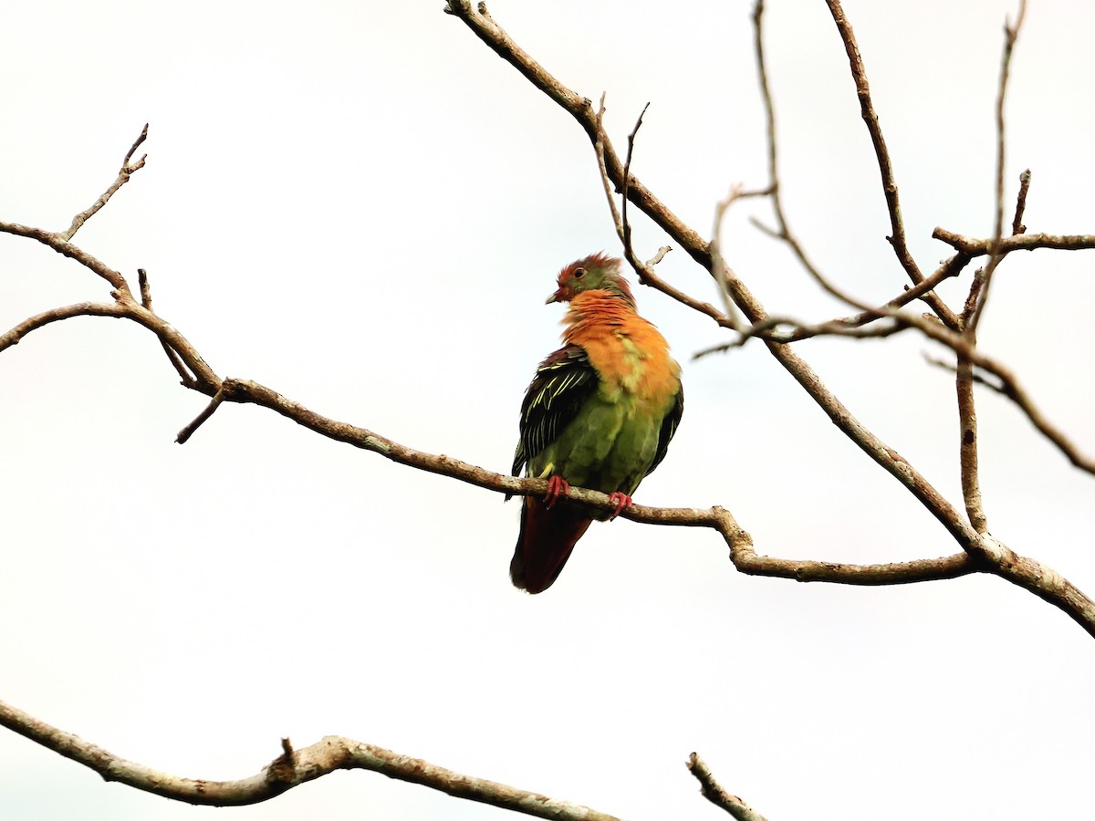 Cinnamon-headed Green-Pigeon - ML595685271
