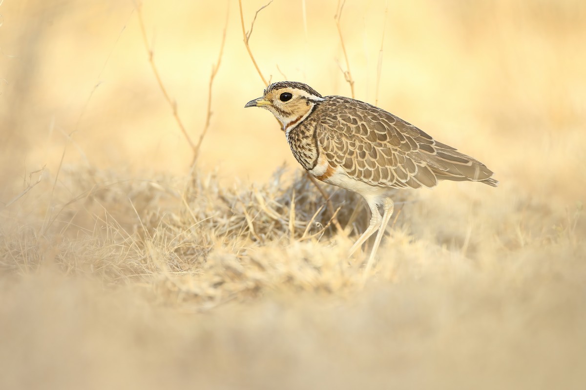 Three-banded Courser - ML595685791