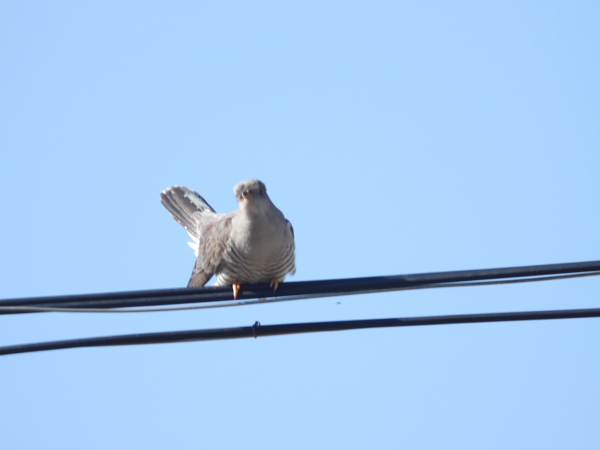 Common Cuckoo - ML595691041