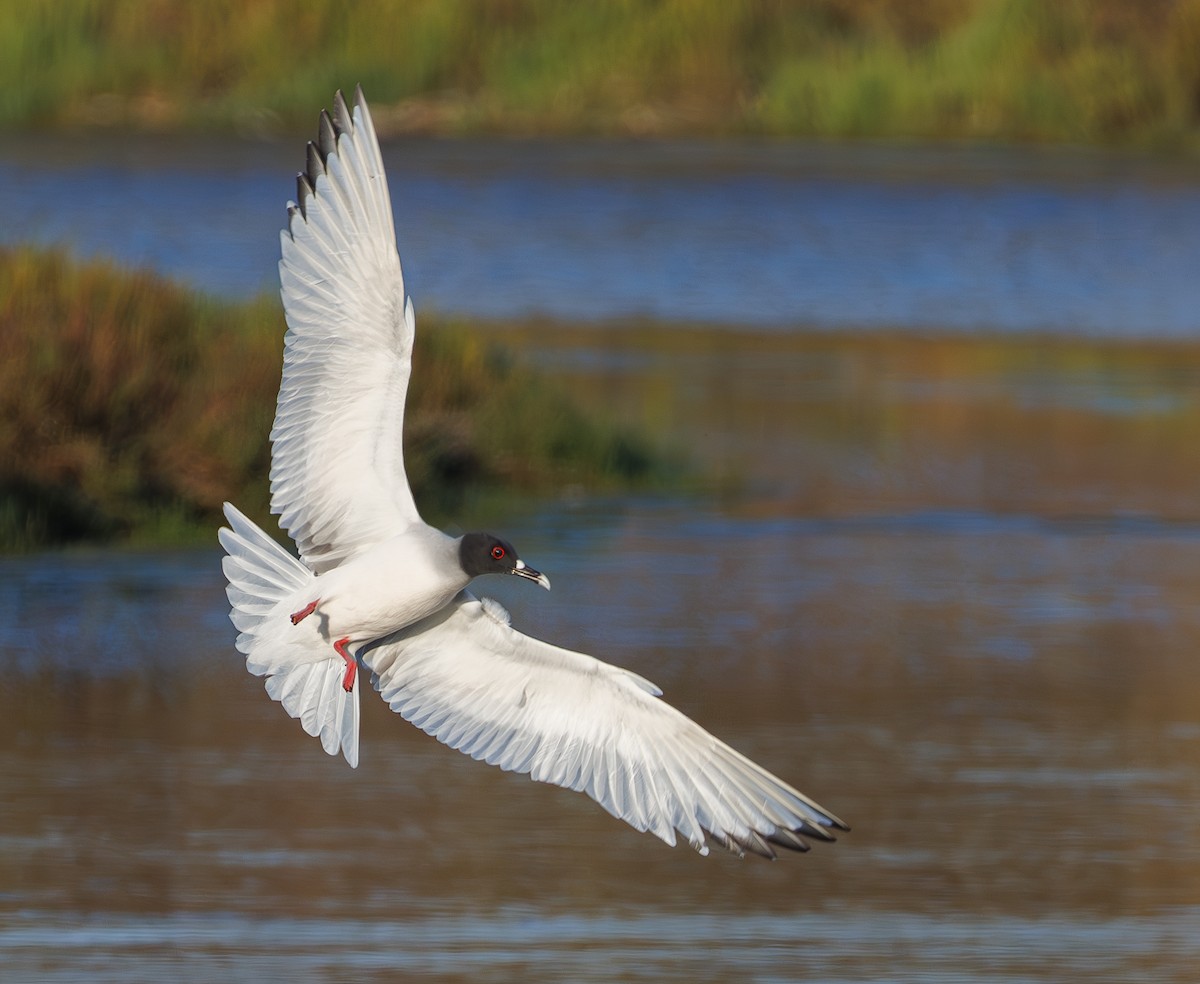 Swallow-tailed Gull - ML595693881