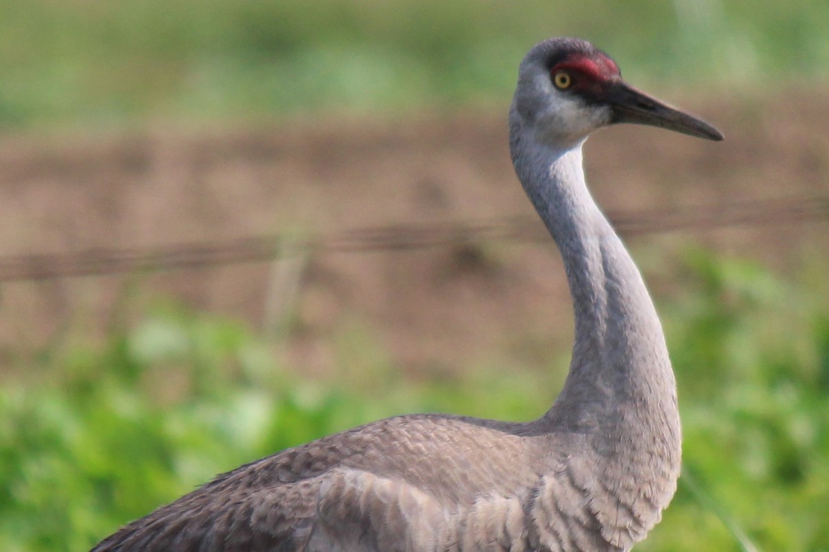 eBird Checklist 19 Jul 2023 Appleton Farm (TTOR) 1 species