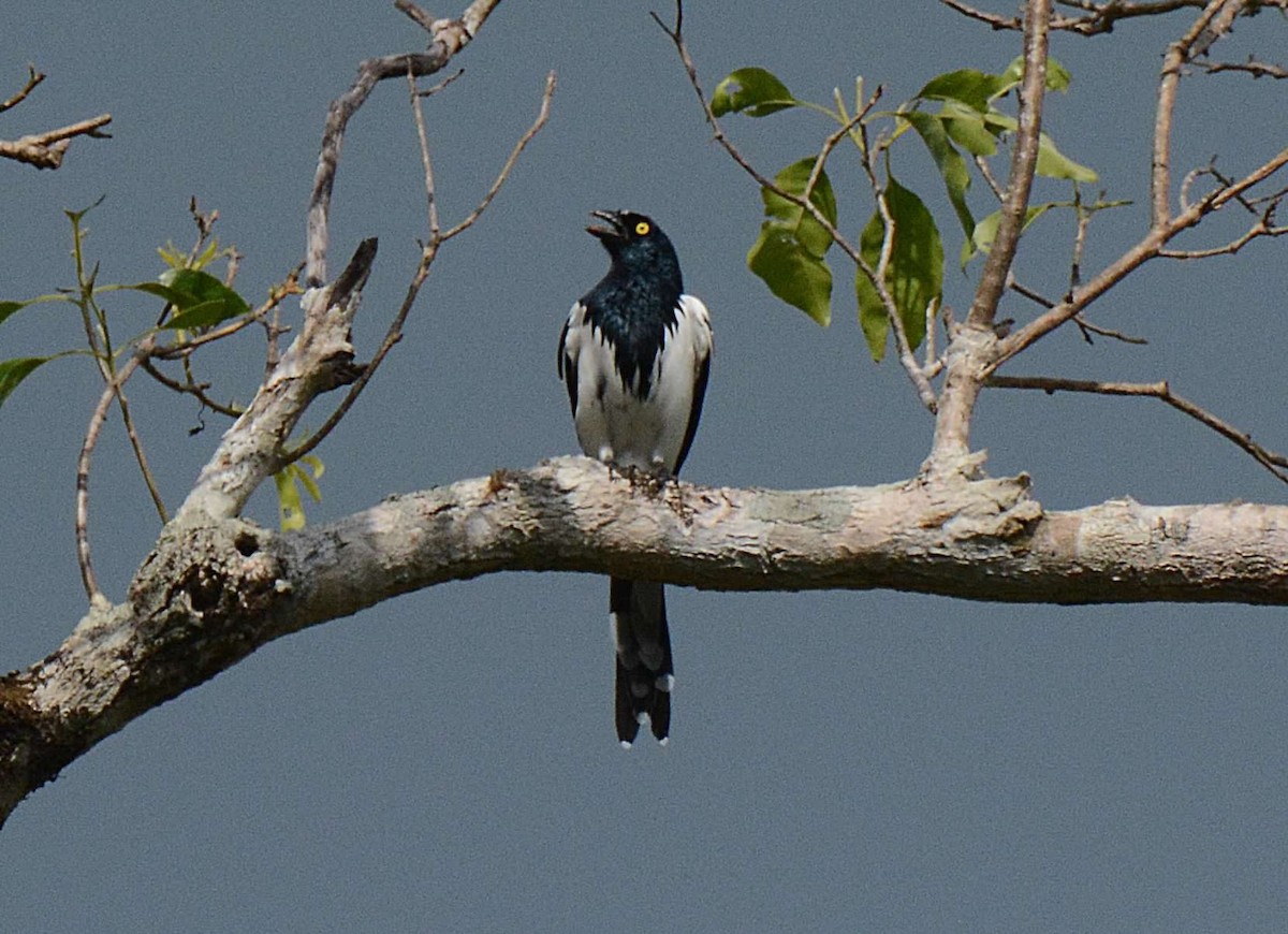 Magpie Tanager - Marcos Felix
