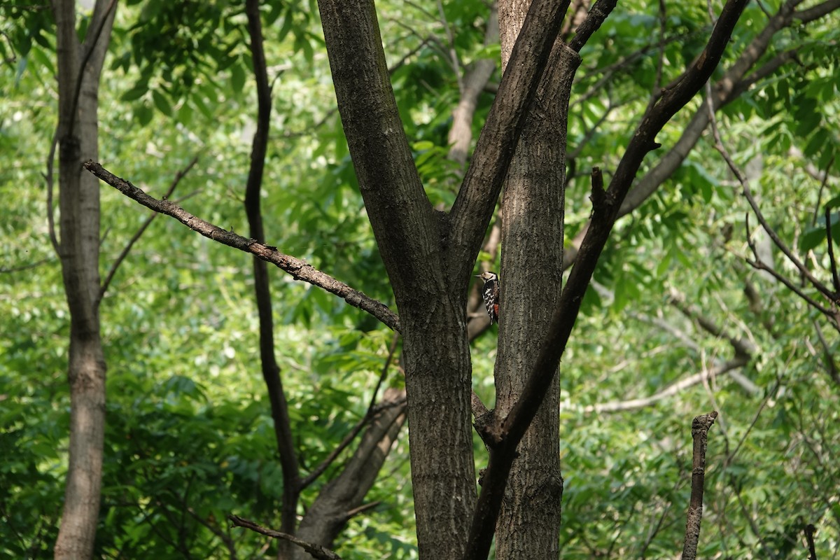 White-backed Woodpecker - ML595700211