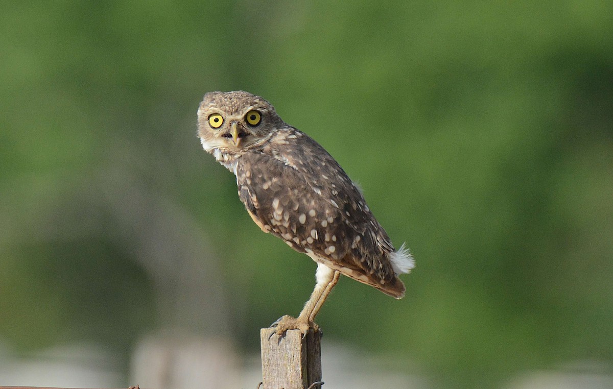 Burrowing Owl - ML595700231