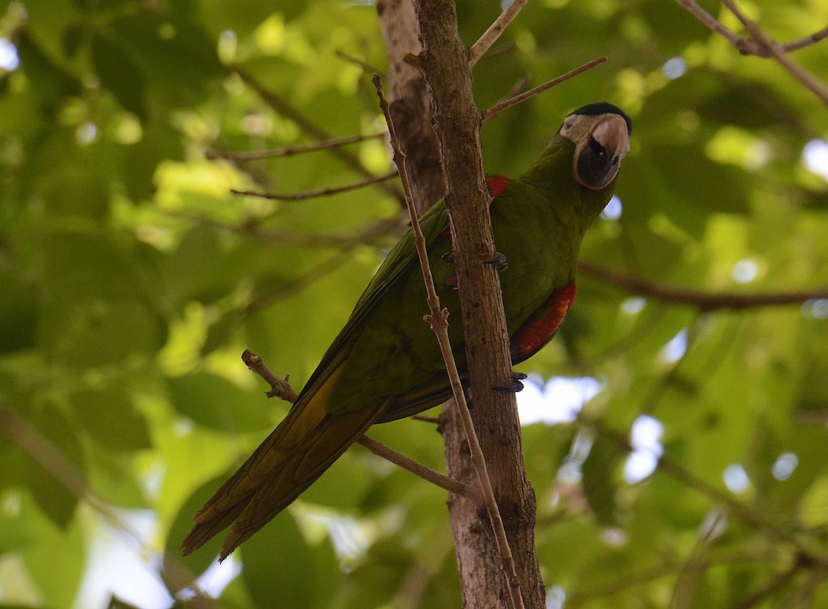 Red-shouldered Macaw - ML595700301