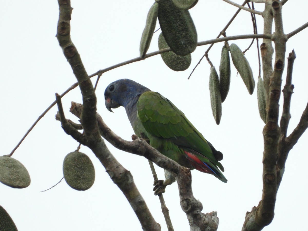 Blue-headed Parrot - ML595700691
