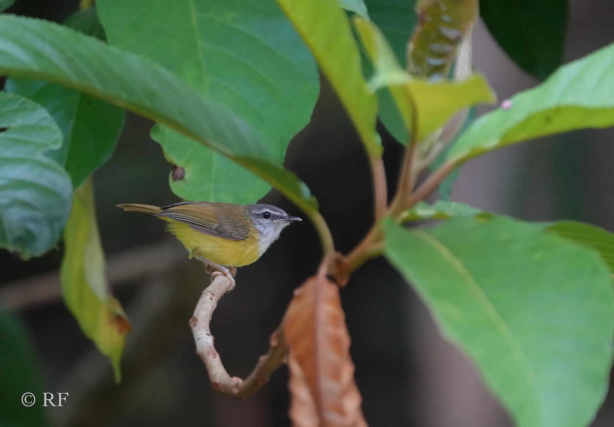 Yellow-bellied Warbler - ML595702741