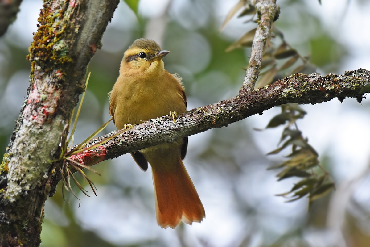 Ochre-breasted Foliage-gleaner - Guilherme  Willrich