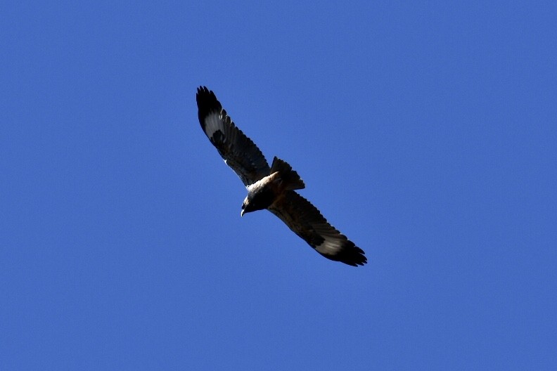 Black-breasted Kite - ML595705351