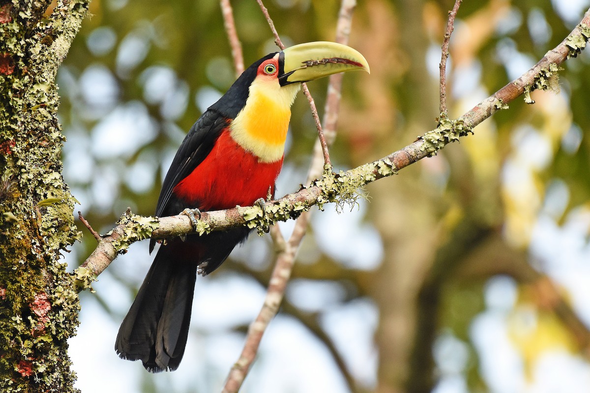 Red-breasted Toucan - ML595705381
