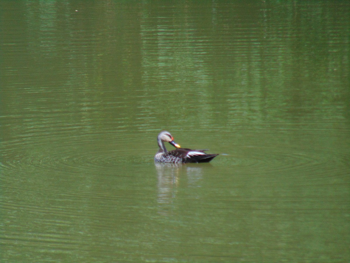 Indian Spot-billed Duck - ML595705751
