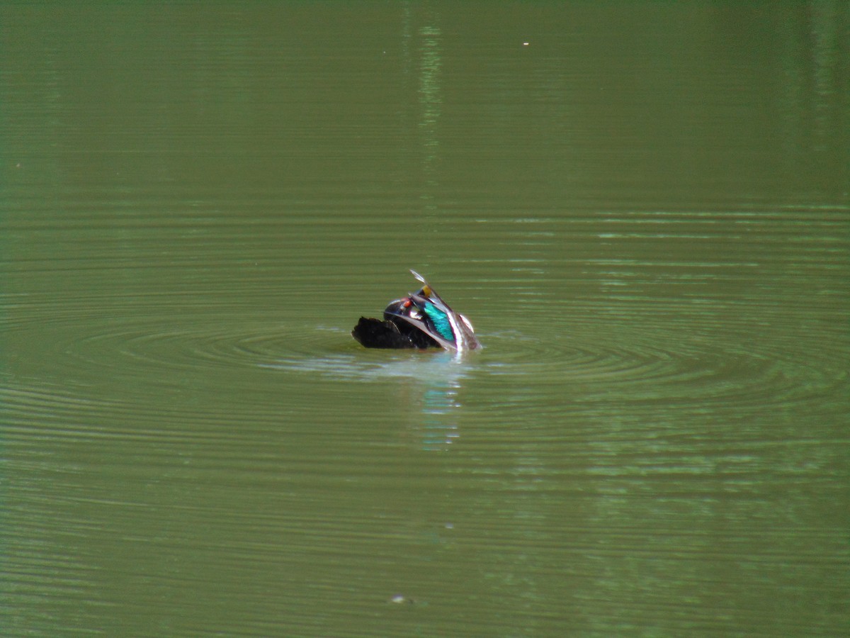 Indian Spot-billed Duck - ML595705761