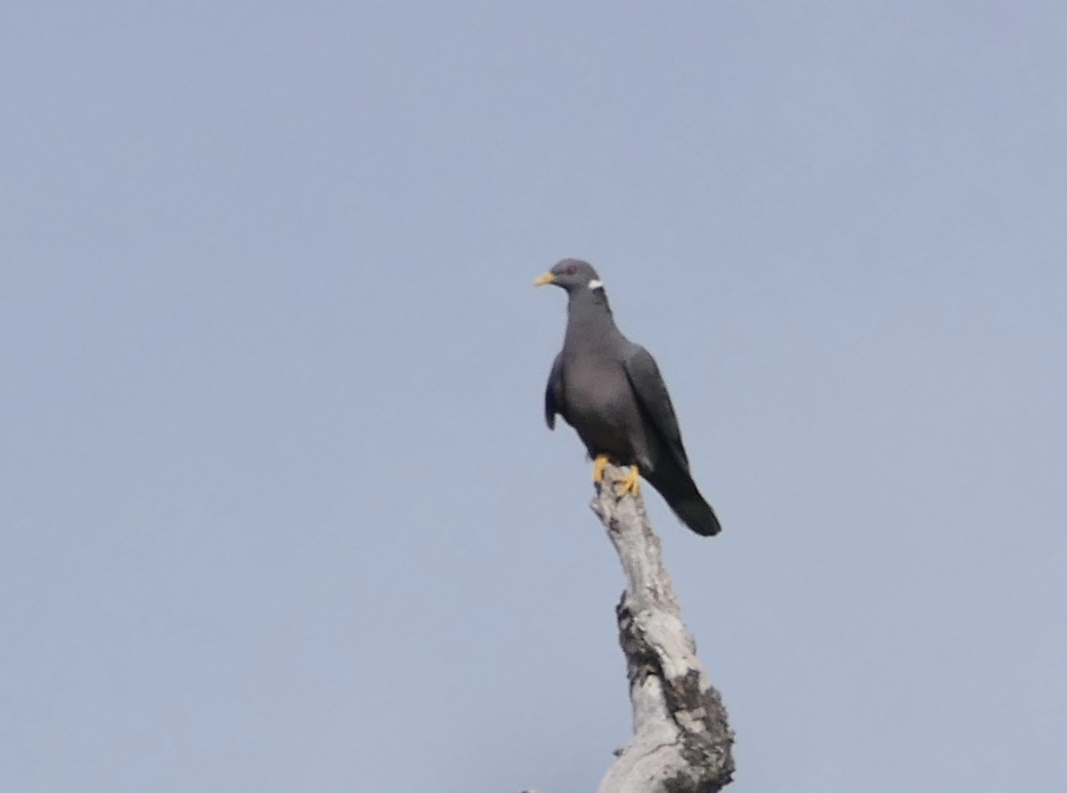 Band-tailed Pigeon - ML595706591