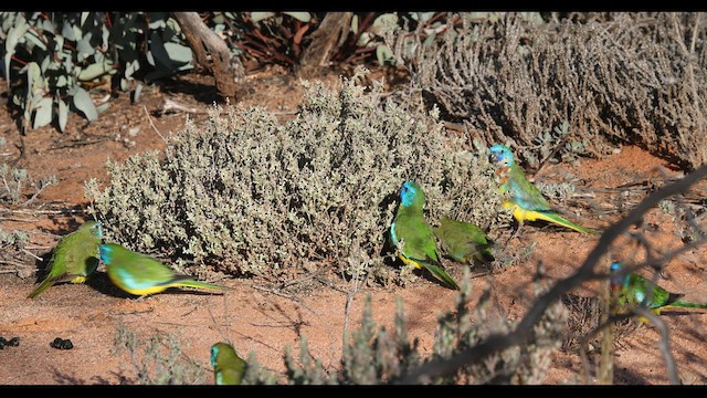 Красногрудый травяной попугайчик - ML595708261