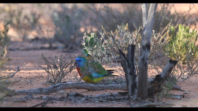 Красногрудый травяной попугайчик - ML595708271