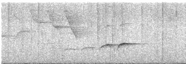 Длиннохвостая батара - ML595711241