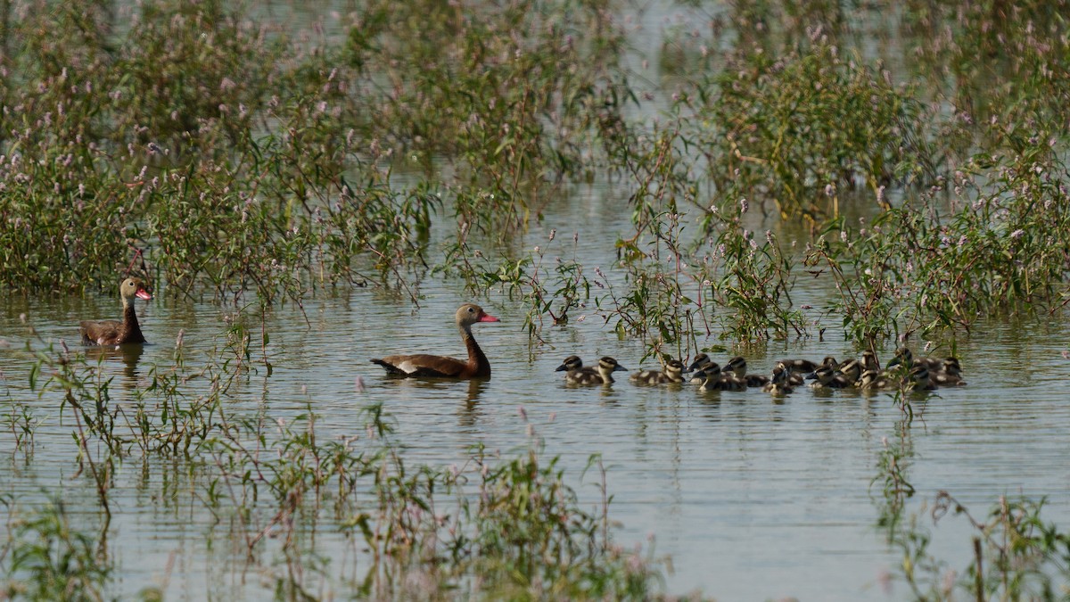 Black-bellied Whistling-Duck - Scotty Lofland