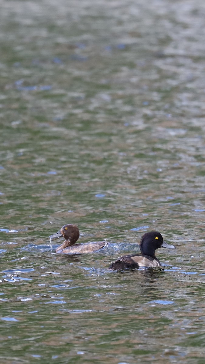 Tufted Duck - ML595716431