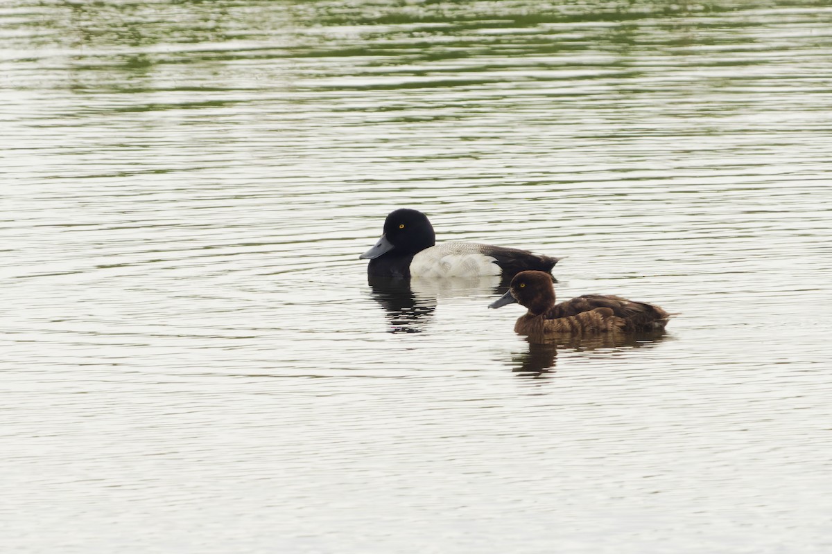 Greater Scaup - ML595719341