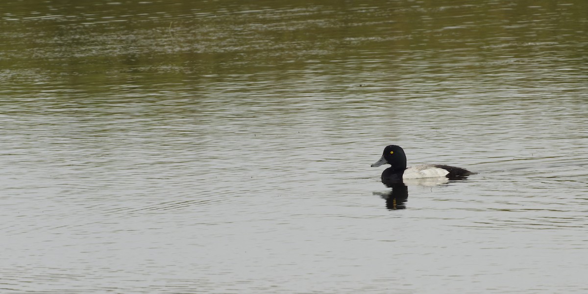Greater Scaup - ML595719351