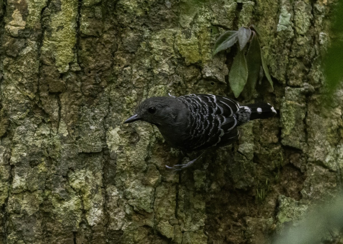 Xingu Scale-backed Antbird - ML595720151