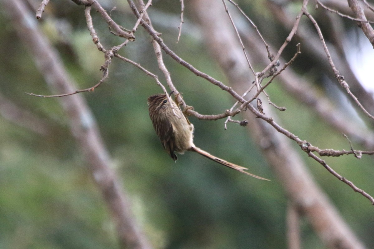 Striolated Tit-Spinetail - ML59572081