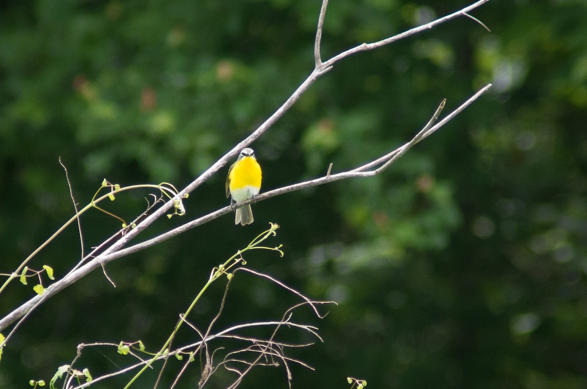 Yellow-breasted Chat - ML59572141