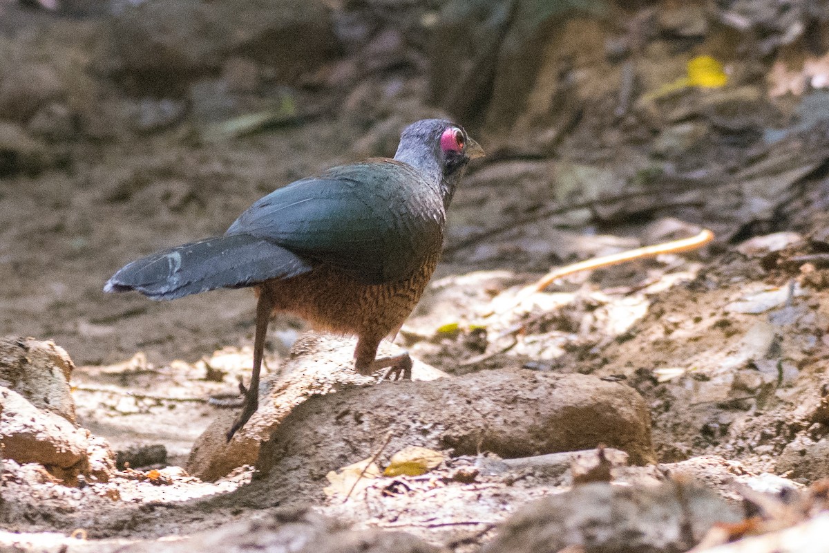 Sumatran Ground-Cuckoo - Dillen  Ng