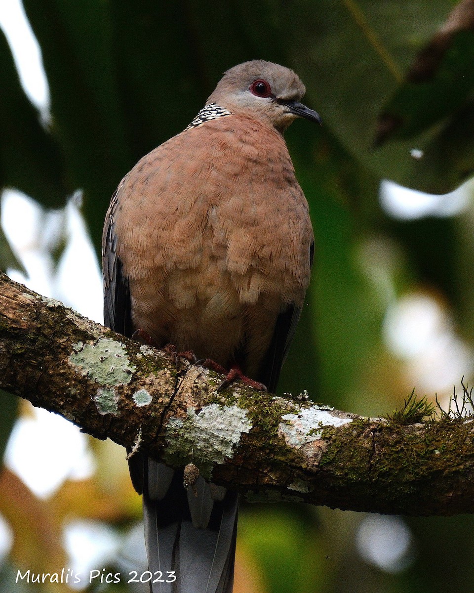 Spotted Dove - ML595735471