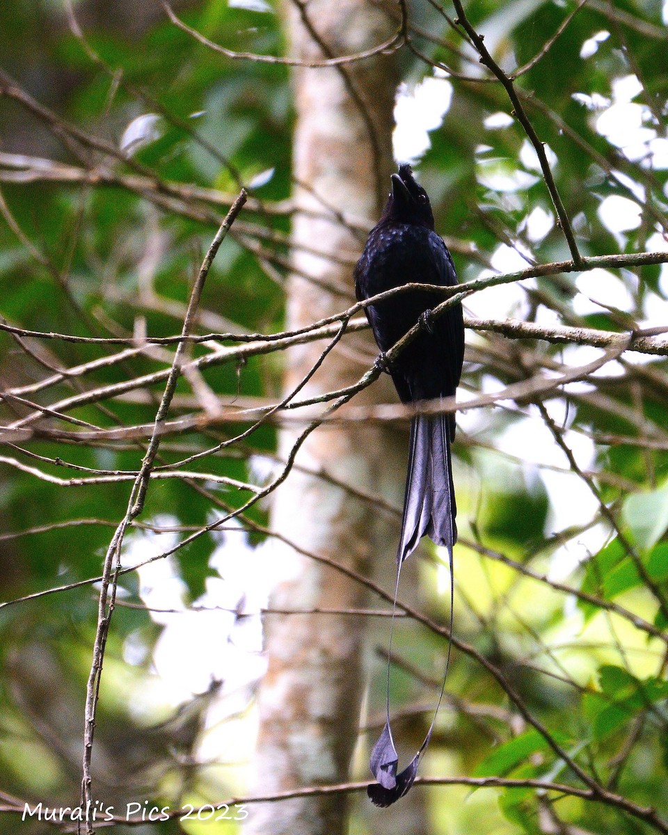 Greater Racket-tailed Drongo - ML595736001