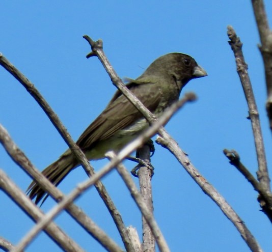 Yellow-bellied Seedeater - ML595738681