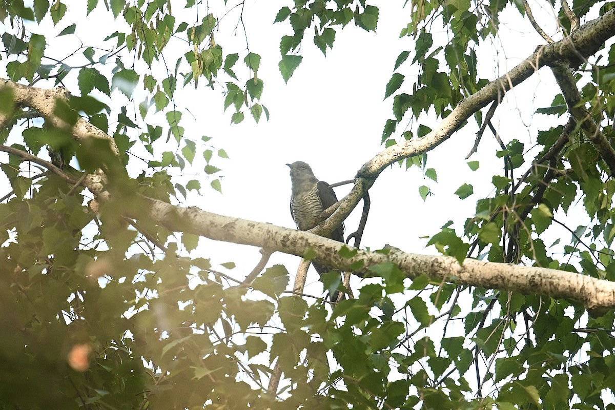 Common Cuckoo - ML595739791