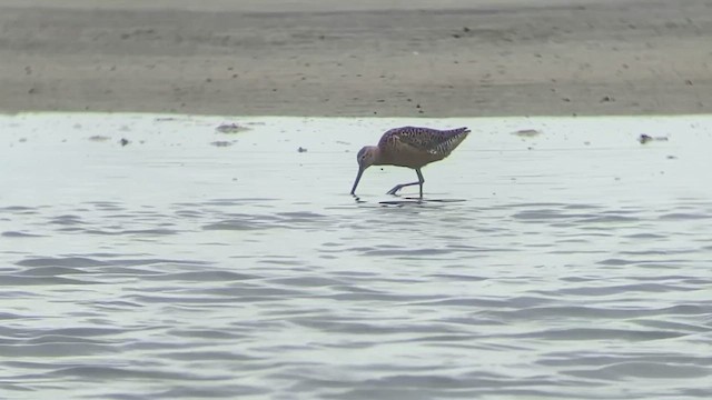 Long-billed Dowitcher - ML595743381