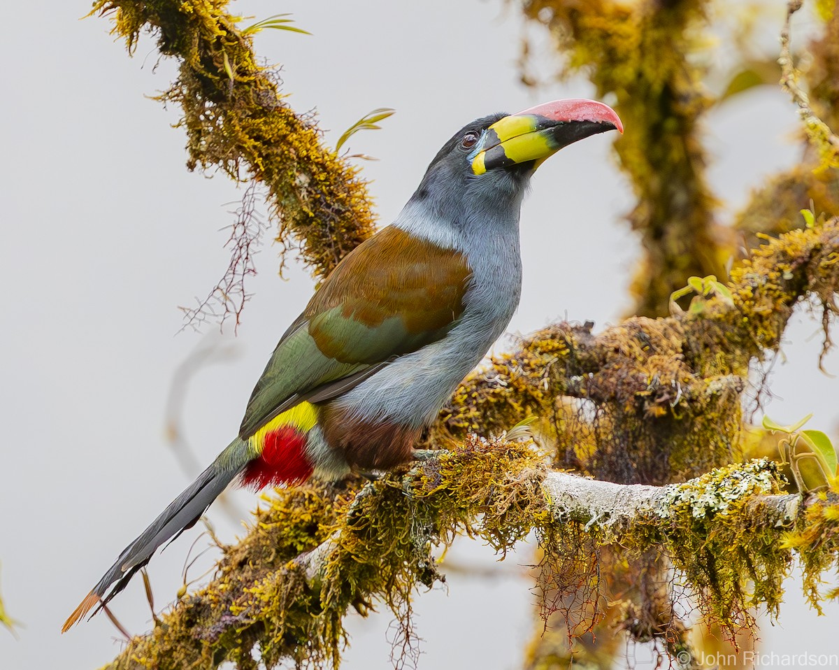 Gray-breasted Mountain-Toucan - ML595743681