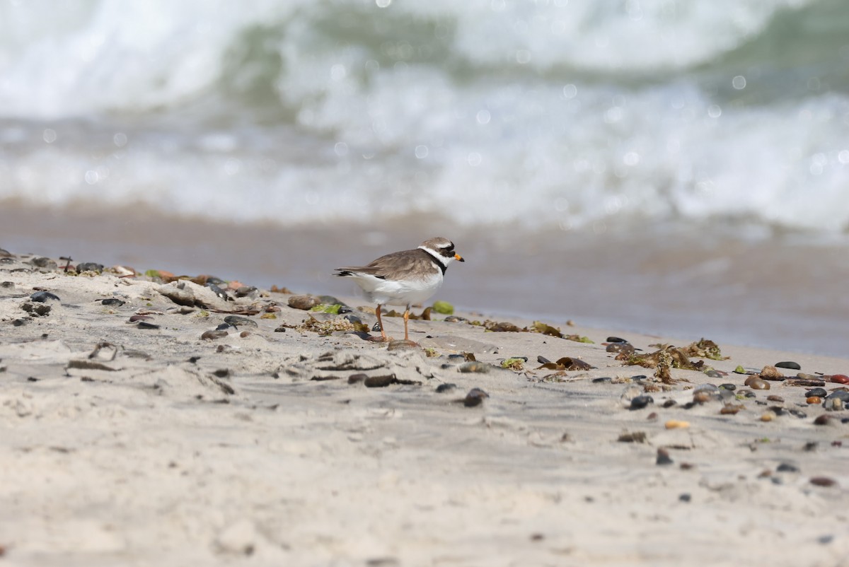 Common Ringed Plover - ML595746021