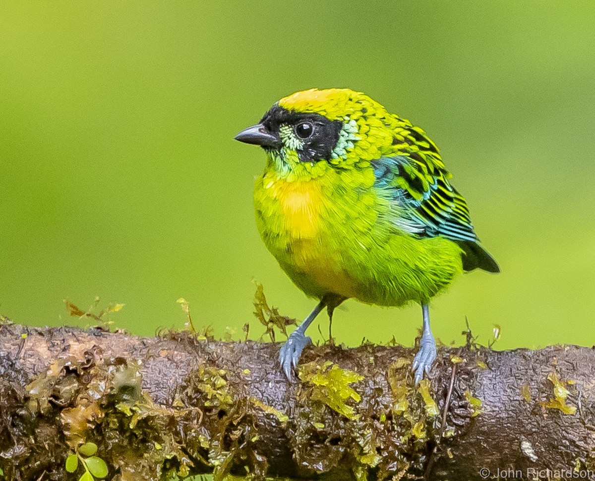 Green-and-gold Tanager - ML595749571