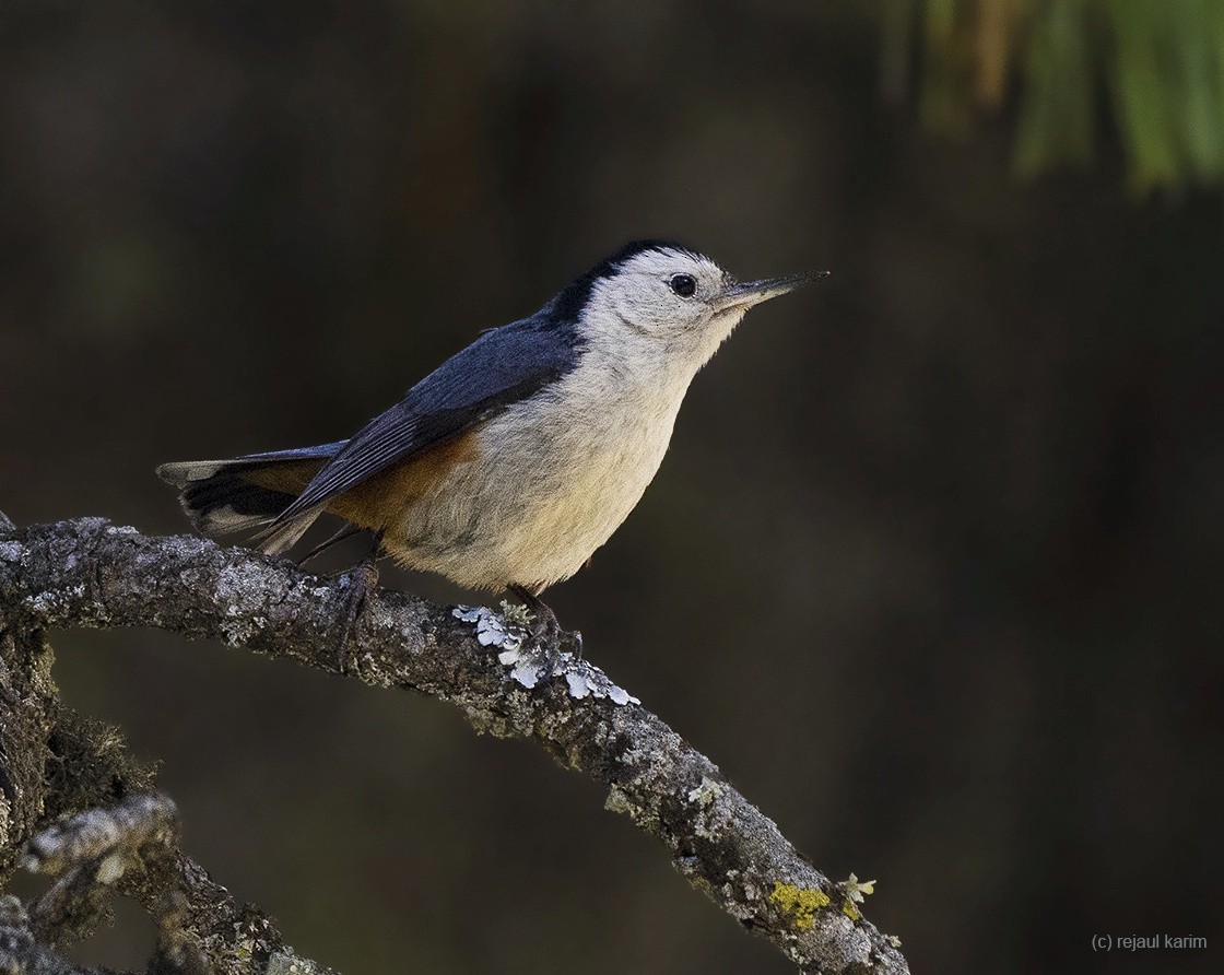 White-cheeked Nuthatch - ML595755281