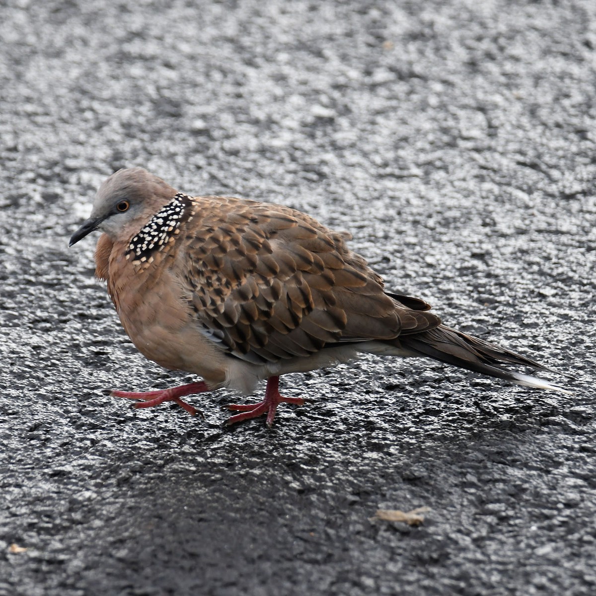 Spotted Dove - ML595760771