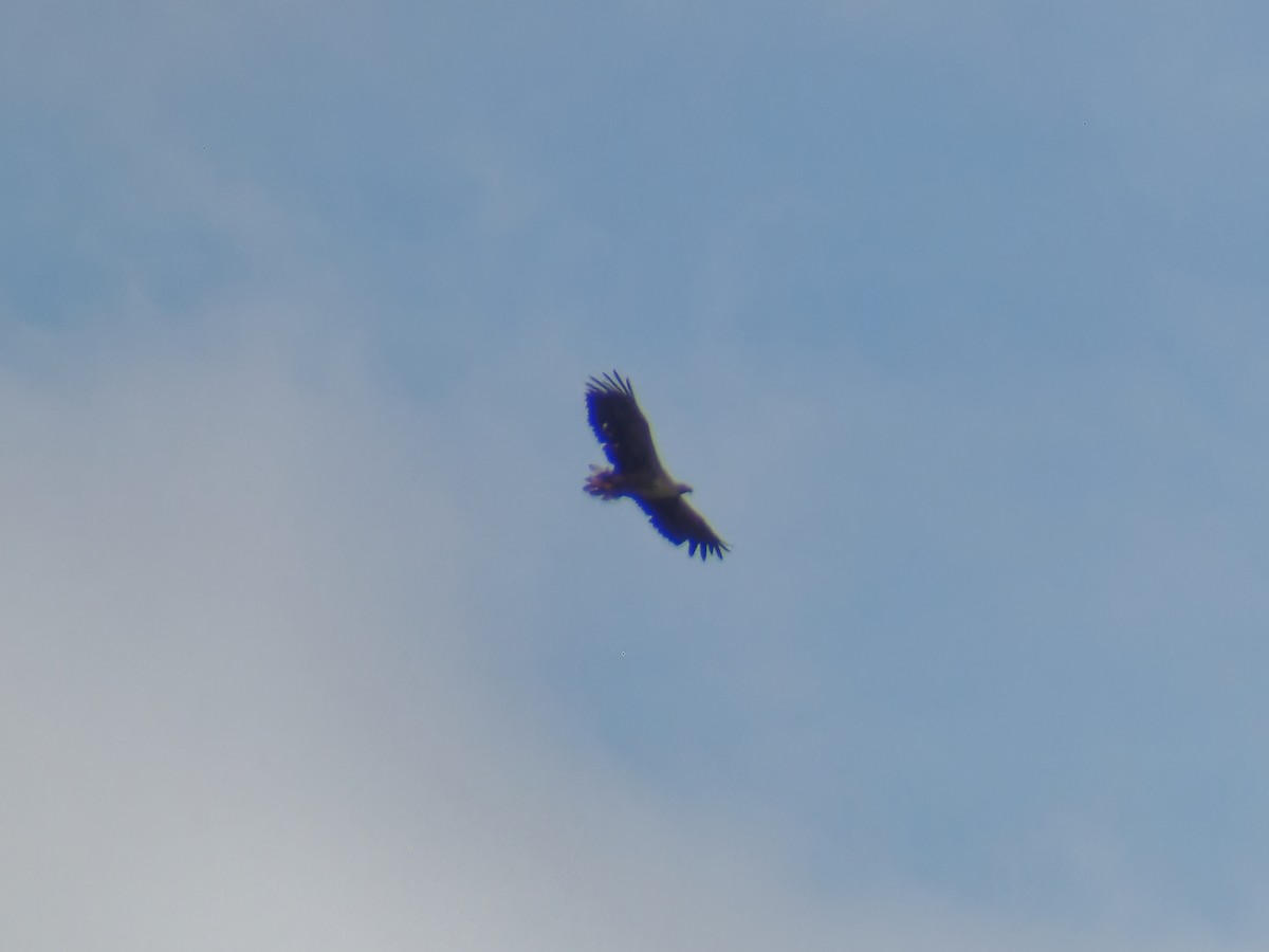 White-tailed Eagle - ML595761651