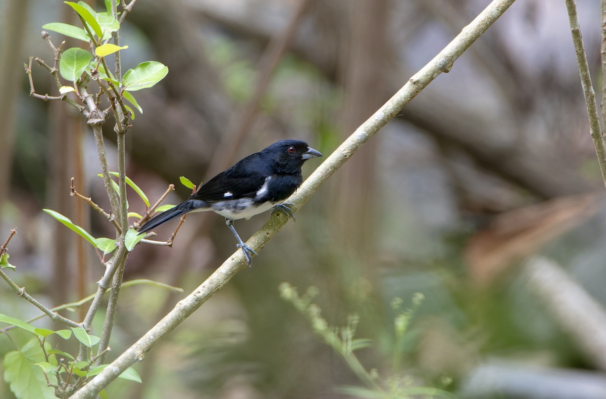 Black-and-white Tanager - ML595763441