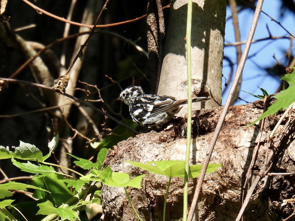 Black-and-white Warbler - ML595765091